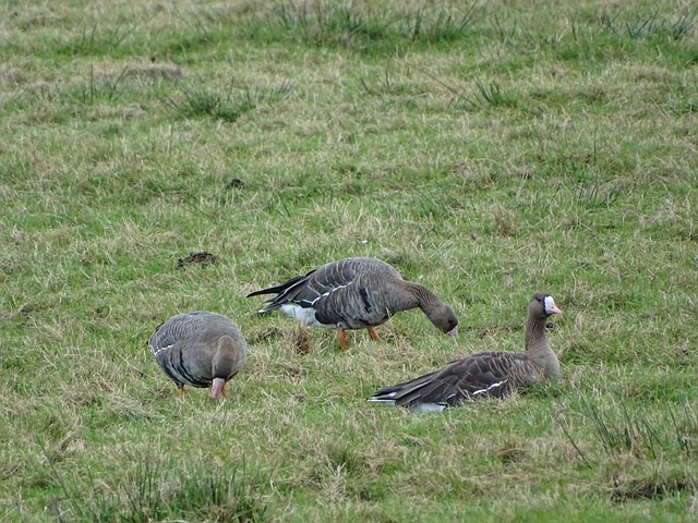 在争夺欧冠 在争夺欧冠